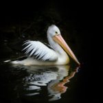 4kpicture_pelican